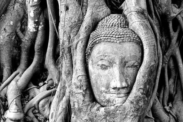 La tête de Bouddha coincée dans les racines des arbres — Photo