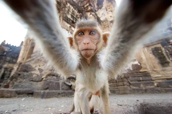 Mono mirando a la cámara Imagen De Stock