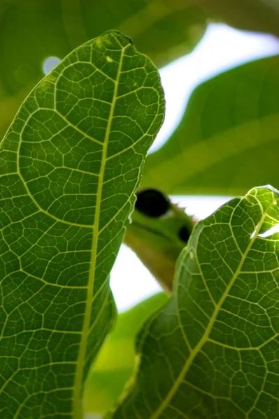 stock image Lizard hiding behind the leaf