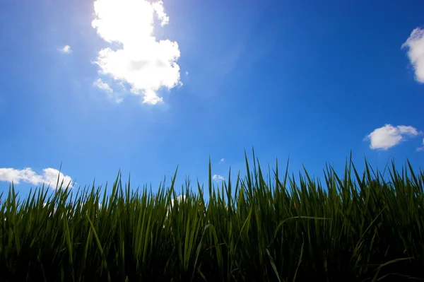 stock image Green grass against bright blue sky