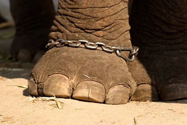 Pie de elefante en cadenas Imagen De Stock