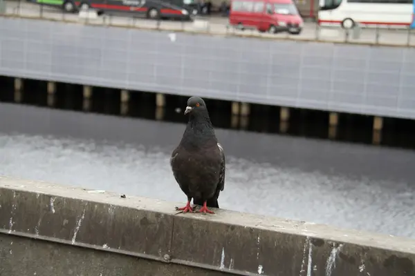 riga, Avrupa sokaklarında