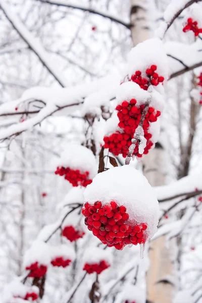 stock image Mountain ash