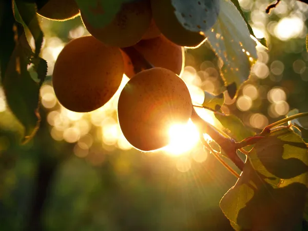 Sun and apricots — Stock Photo, Image
