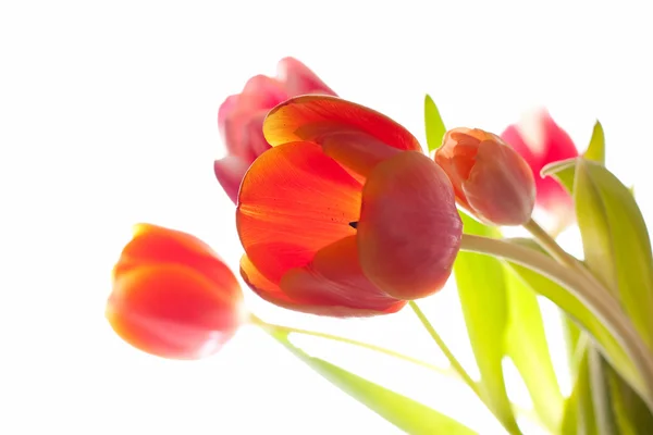 Tulipas vermelhas Imagem De Stock