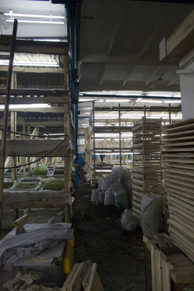 Stock image Warehouse for seedlings, boxes