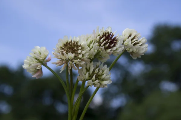 Bouquet di fiori trifoglio — Foto Stock