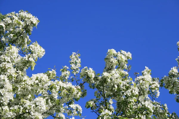 stock image Apple blossom