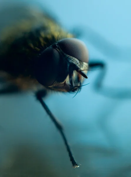 Cam üzerine sinek — Stok fotoğraf