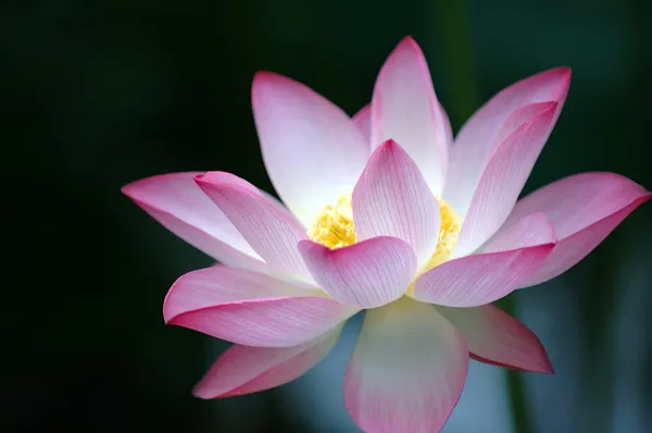 Kwiat lotosu na ciemnym tle Zdjęcie Stockowe