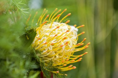 Yellow blooming protea pincushion clipart