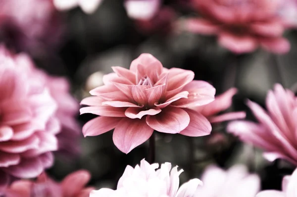 Fleurs de dahlia en fleurs — Photo