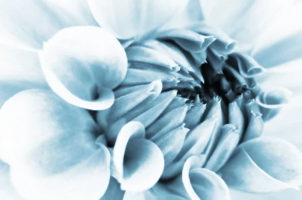 Dahlia fleur gros plan — Photo