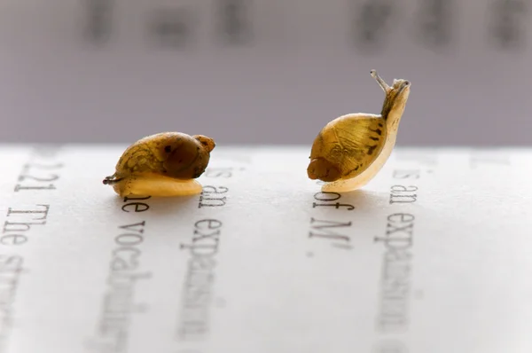 Małe ślimaki — Zdjęcie stockowe