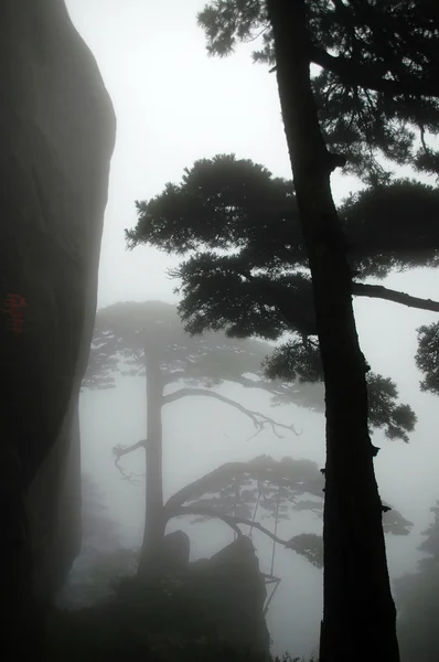 stock image The silhouette of pine tree