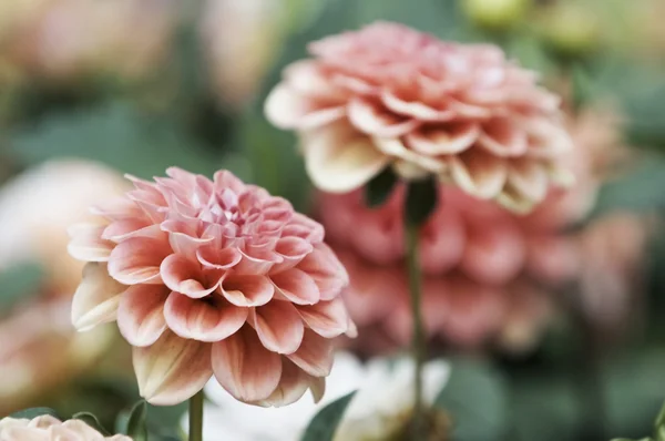 Flores de dalia rosa y roja — Foto de Stock