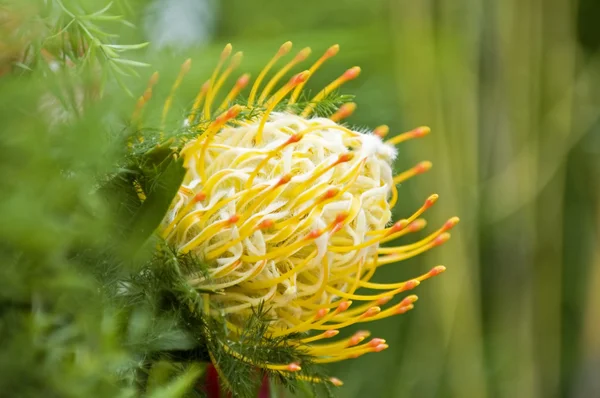 Coussin protéa fleuri jaune — Photo