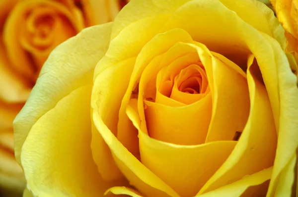 Sarı güller — Stok fotoğraf