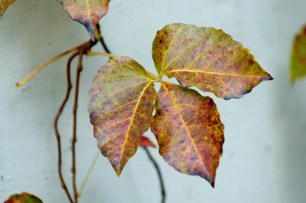 Details of leaf — Stock Photo, Image