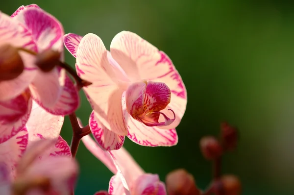 Witte orchidee — Stockfoto