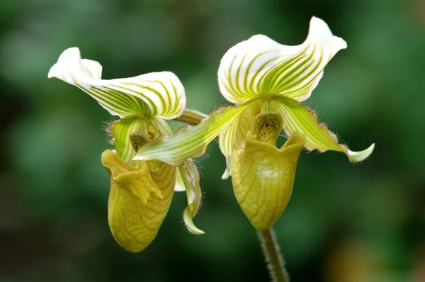 Grønn dame-sko (orkideen ) – stockfoto