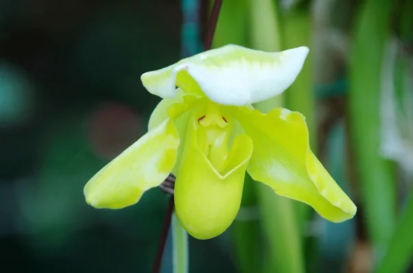 Zöld lady papucs (orchidea) — Stock Fotó