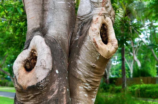 Ağaç gövdesi — Stok fotoğraf