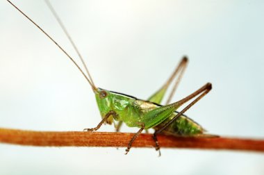 Grasshopper clipart