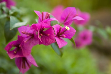 Bougainvillea flowers clipart