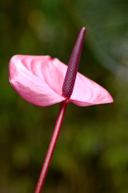 Purple flamingo flower clipart