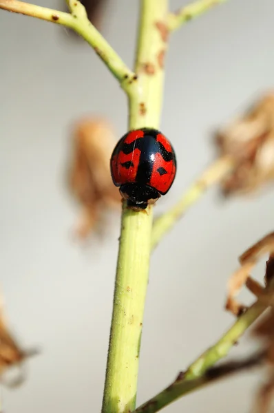 A ladybird walking along a stem — Stock Photo, Image