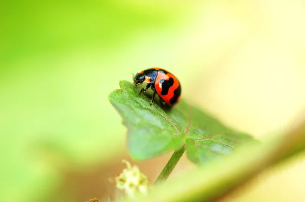 叶上的瓢虫 — 图库照片