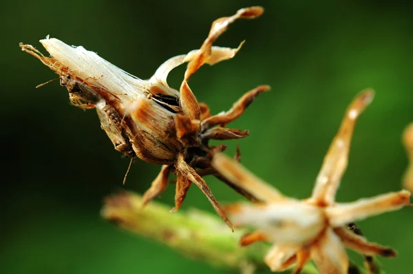 Flor seca com insetos — Fotografia de Stock