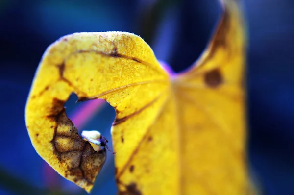Leaf of climbing plant — Stock Photo, Image