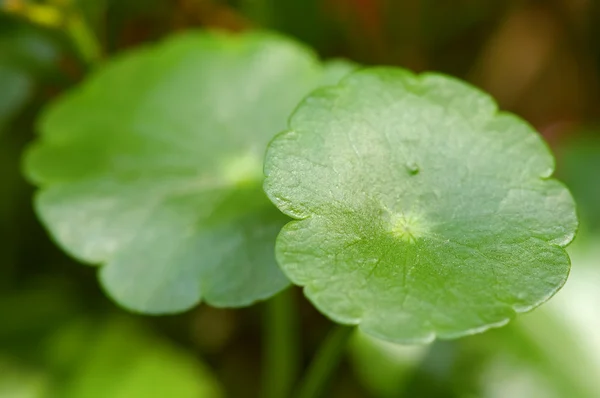 stock image Leafs