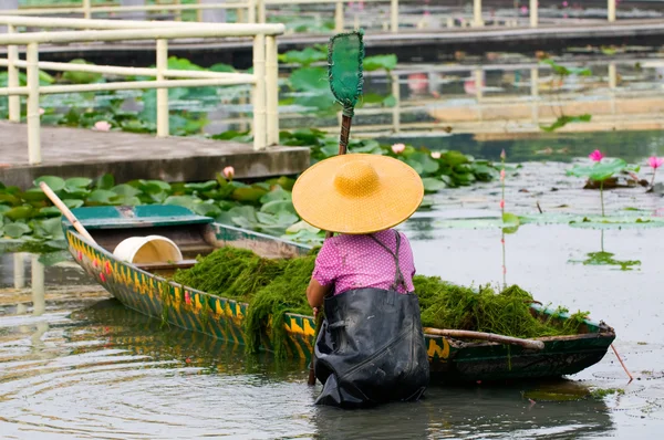 Žena pracující v lotus fondu — Stock fotografie