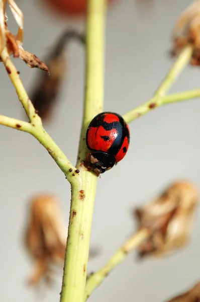 Ladybug on stem of plant — Stock Photo, Image