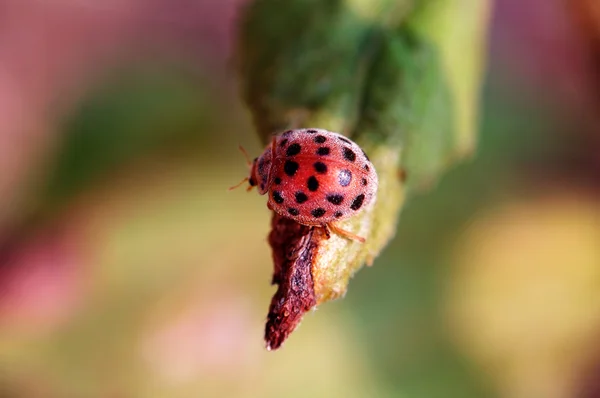 Small ladybug — Stock Photo, Image
