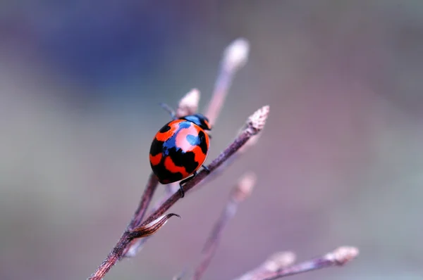 Ladybird on top of dry stalk — Stock Photo, Image