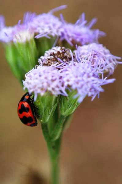 Ladybird alpinism floret violet — Fotografie, imagine de stoc