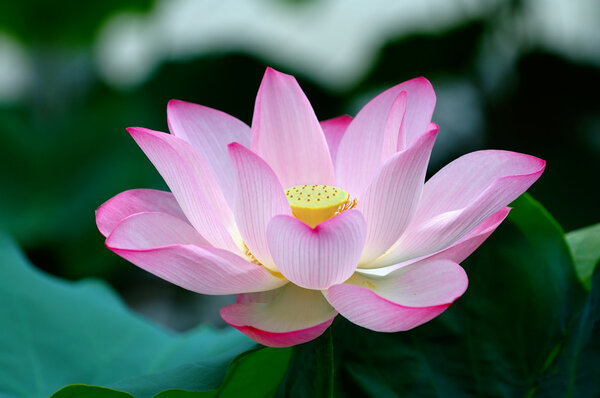 Closeup of blooming lotus flower