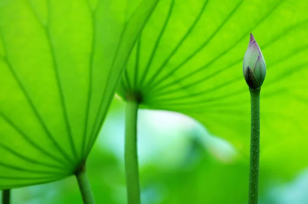 La flor de loto y las hojas — Foto de Stock