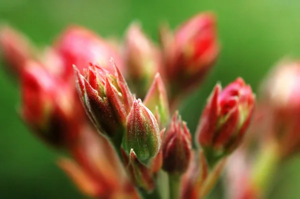 서양 협 죽도 식물의 꽃 봉 오리 — 스톡 사진
