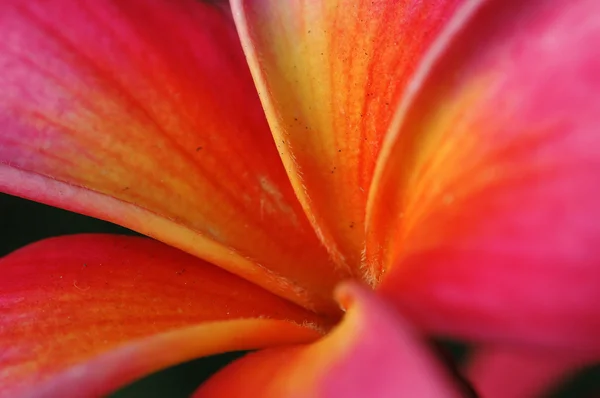 Czerwony frangipani — Zdjęcie stockowe