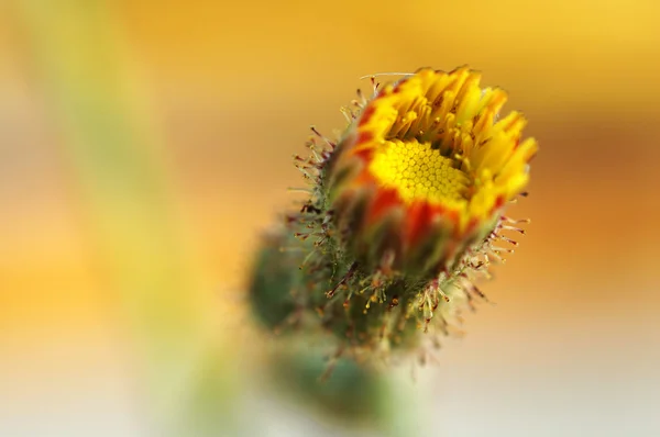 Flor de flores de compositae — Foto de Stock