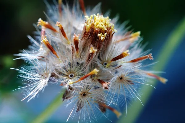 Tridax procumben의 씨앗 — 스톡 사진