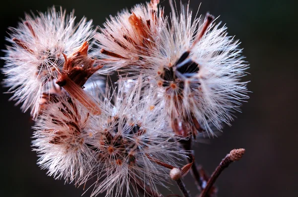 Cabeças de sementes de conyza bonariensis — Fotografia de Stock