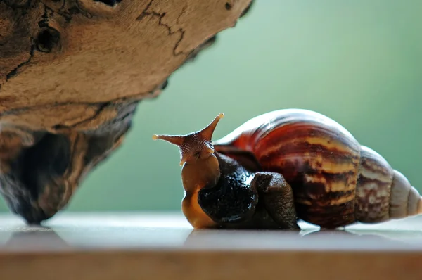 Funny snail — Stock Photo, Image