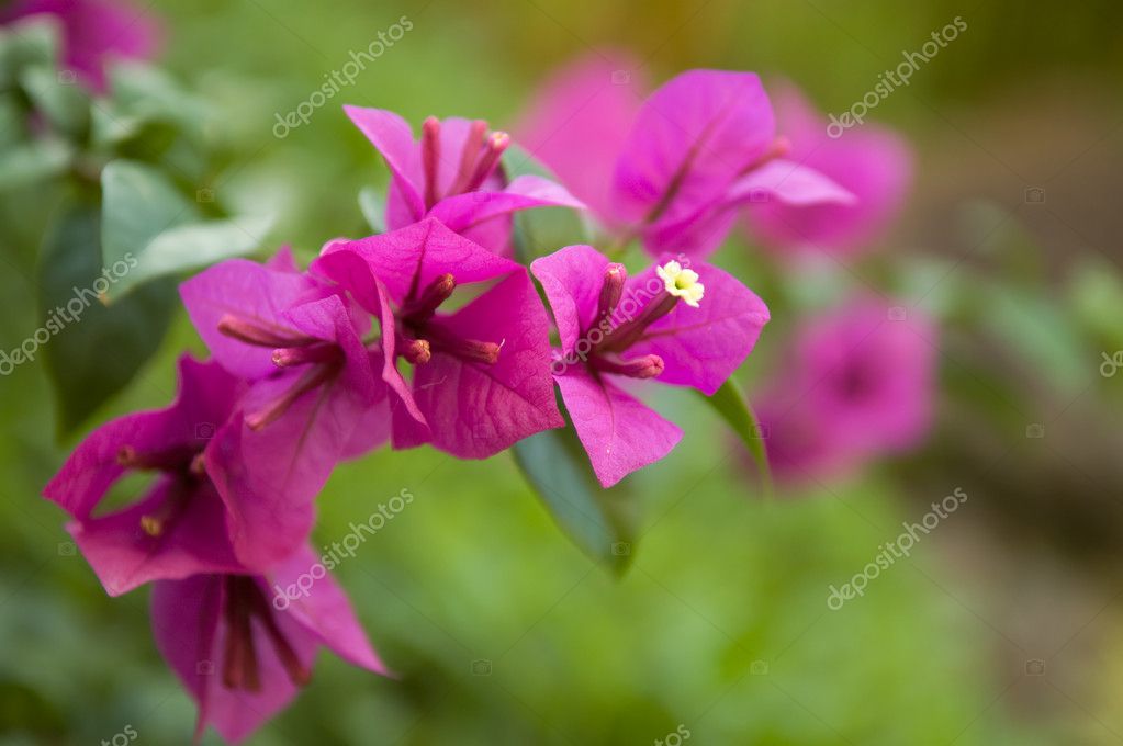 bougainvillea in rainforest