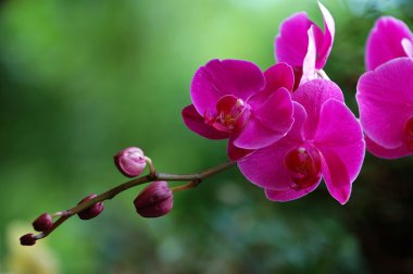 Pink orchid clipart
